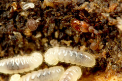 コヤマトヒゲブトアリヅカムシ