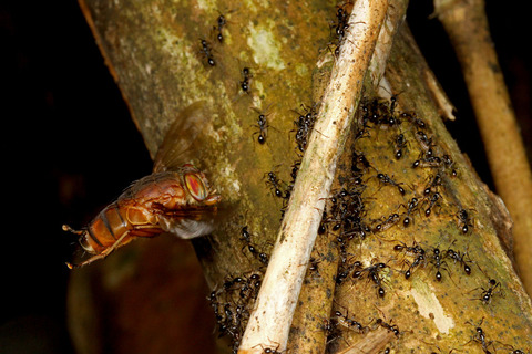 ヒメサスライアリを狙うベンガルバエ