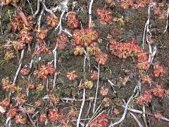 ���⥦���󥴥�