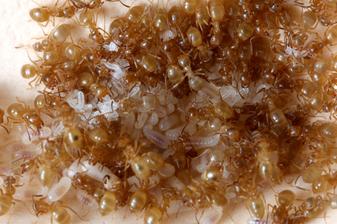 ���ᥤ��������