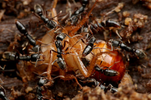 �����ϥꥢ��μ���