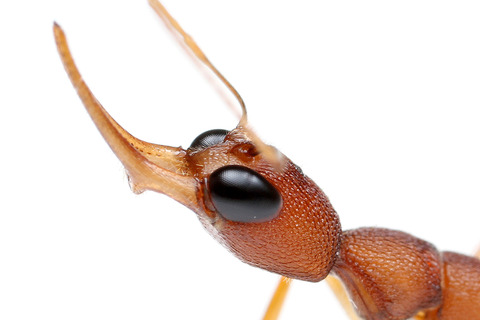 Harpegnathos saltator