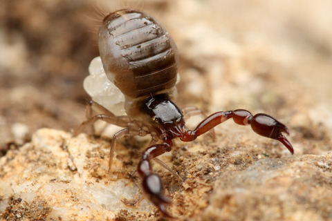 コケカニムシの一種