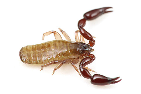 ���˥ॷ�ޥ졼����