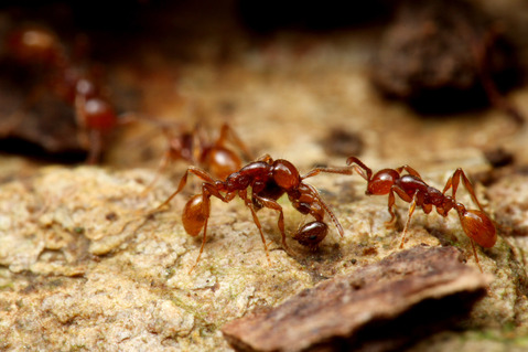 チャイロヒメサスライアリ