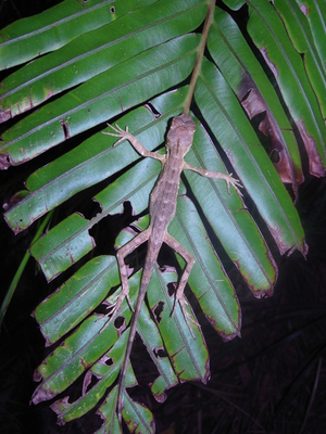 ���Υܥ�ȥ���