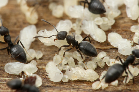 アシジロヒラフシアリ