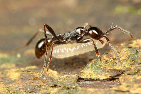 ¥Ä¥ä¥Ò¥á¥µ¥¹¥é¥¤¥¢¥ê