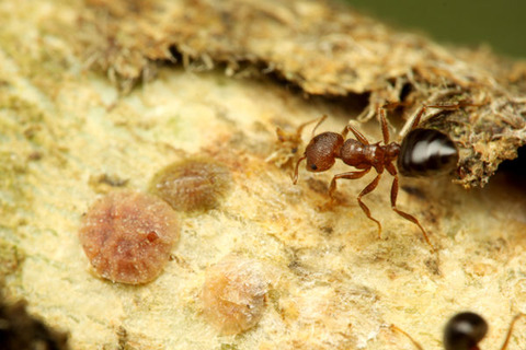 ¥·¥ê¥¢¥²¥¢¥ê¡¡¥Þ¥ì¡¼¥·¥¢