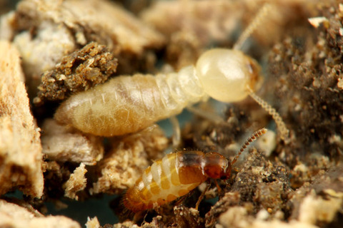 ��������ϥͥ�����