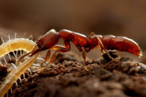 ノコギリハリアリ Amblyopone silvestrii