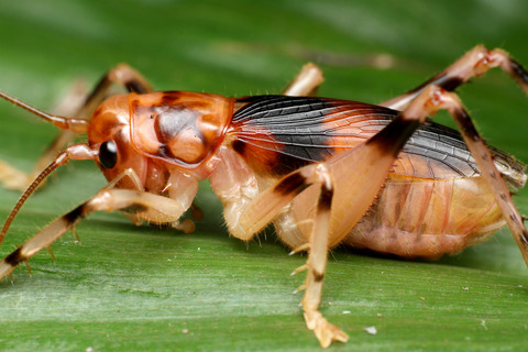 斑模様のコロギス