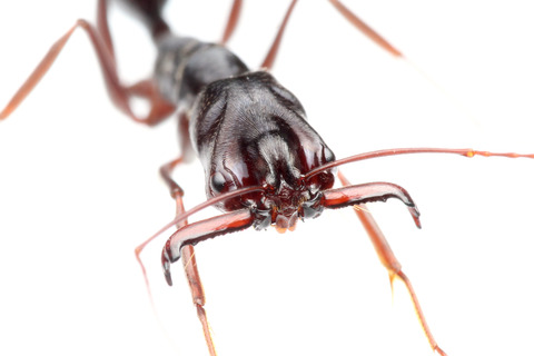 アギトアリ Odontomachus monticola