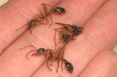 �֥�ɥå�����