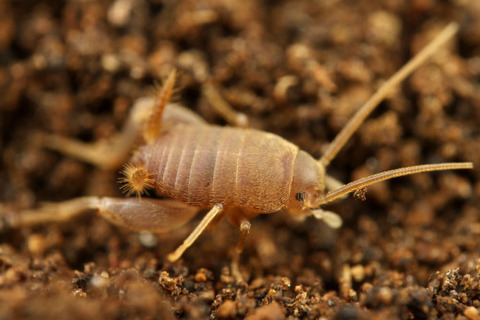 アリヅカコオロギ