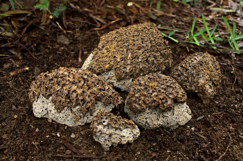 ������󥷥�����ζݱ�