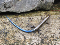 �С��С��ȥ���