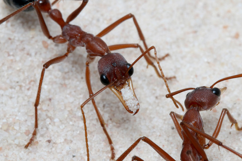 �֥�ɥå�����λҰ��