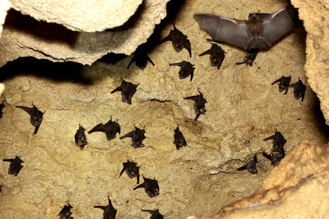 カグラコウモリ