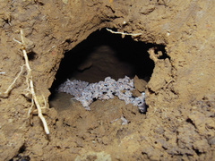 ������󥷥�����