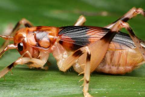 マレーシアの直翅目