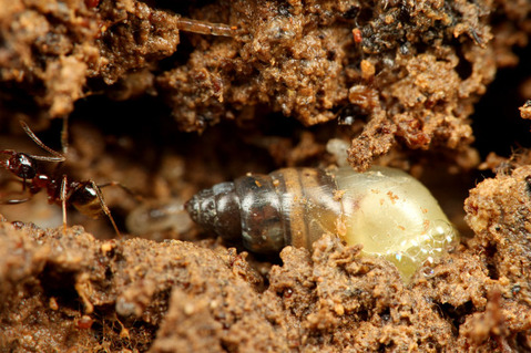 ¥ª¥«¥Á¥ç¥¦¥¸¡¡¥ª¥ª¥º¥¢¥ê¤ÎÁã