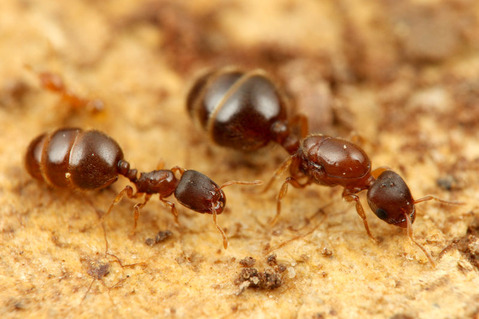 ¥ª¥Ë¥³¥Ä¥Î¥¢¥ê