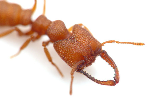 ヘラアゴハリアリMystrium