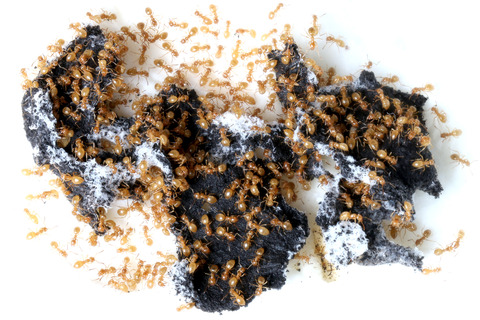 ���ᥤ��������Υ����ȥ���������