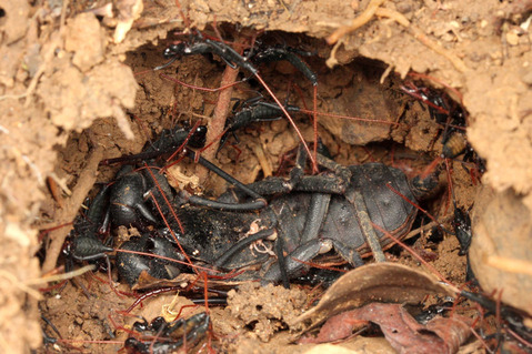 ¥¢¥Þ¥ß¥µ¥½¥ê¥â¥É¥