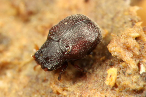 ���֥ʥ����֥����