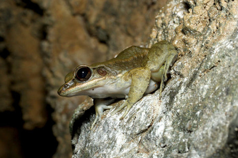 オオハサナサキガエル