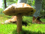 巨大キノコ