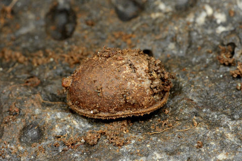 ����Υ����֤�ȴ����