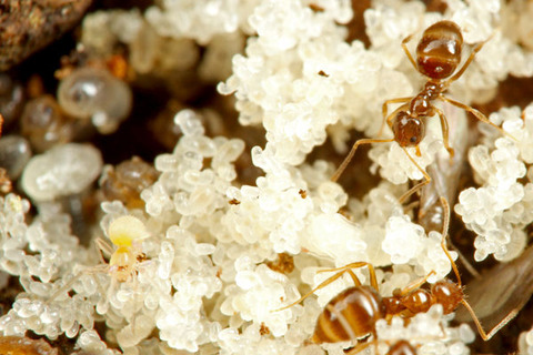 ¥¢¥á¥¤¥í¥¢¥ê¤ÎÁã¤ÇÊë¤é¤¹¥¯¥â