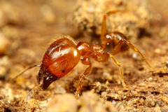 ¥ª¥ª¥º¥¢¥ê¡¡¥Þ¥ì¡¼¥·¥¢