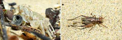 �����г���