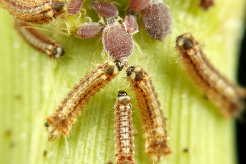 クロシジミとアブラムシ