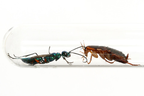 ������ɥ����֥�Х�Ampulex compressa