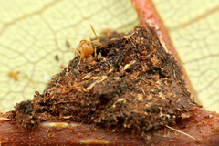 ¥·¥ê¥¢¥²¥¢¥ê¡¡¥Þ¥ì¡¼¥·¥¢