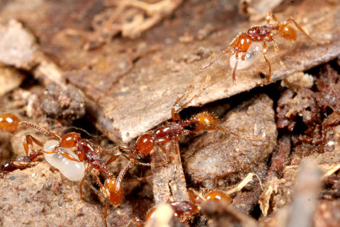 チャイロヒメサスライアリ