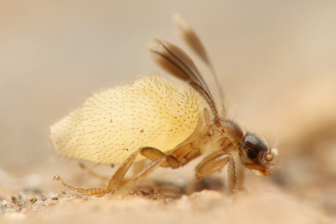 ¥Õ¥Ã¥¯¥é¥Î¥ß¥Ð¥¨ Laosphora sp.