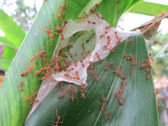 ¥Ä¥à¥®¥¢¥ê¤ÎÁã