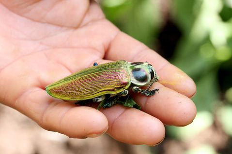 ���祿�ޥॷ