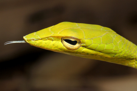 ¥ª¥ª¥¢¥ª¥à¥Á¥Ø¥Ó