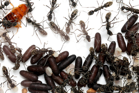 �ȥ������ϥꥢ����ܿ������ˡ�