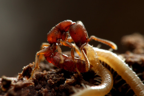 ノコギリハリアリ Amblyopone silvestrii