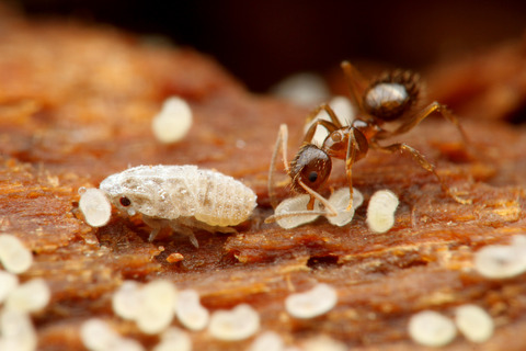 キノカワハゴロモ