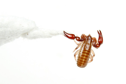 メクラカニムシのParatemnoides nidificator