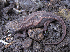 ���ܥ����